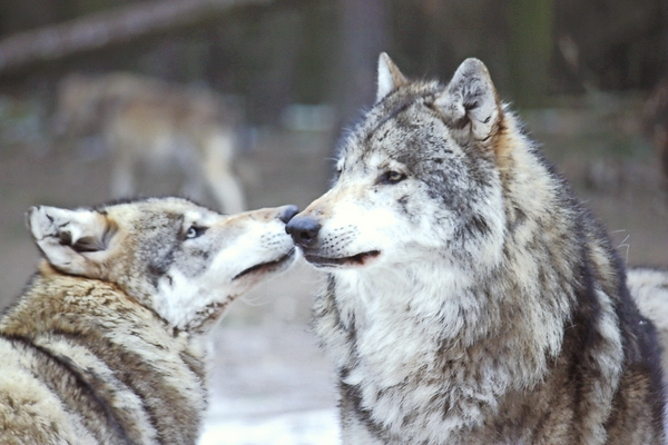 Weihnachtliche Wolfsfütterung