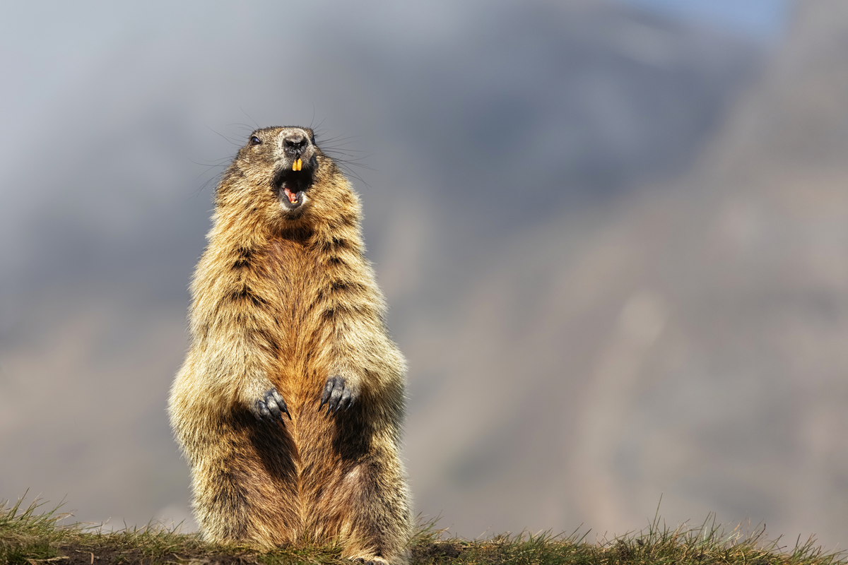©Ingo Bartussek - stock.adobe.com