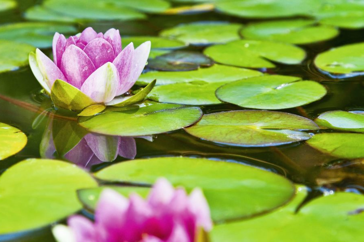 © Aamon - Fotolia