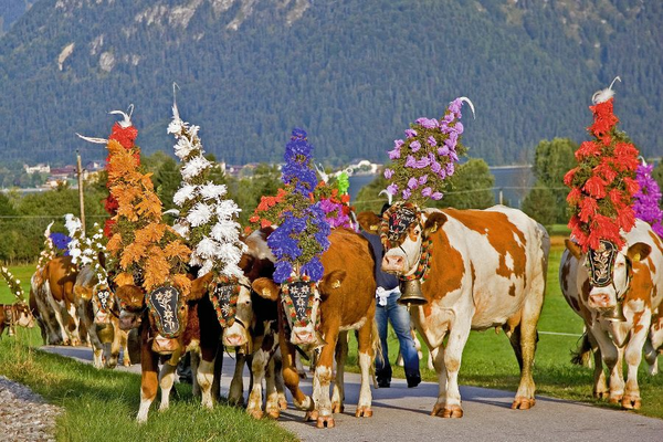 Almabtrieb in Tirol