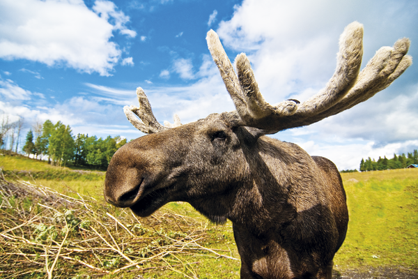 Elchsafari Schweden