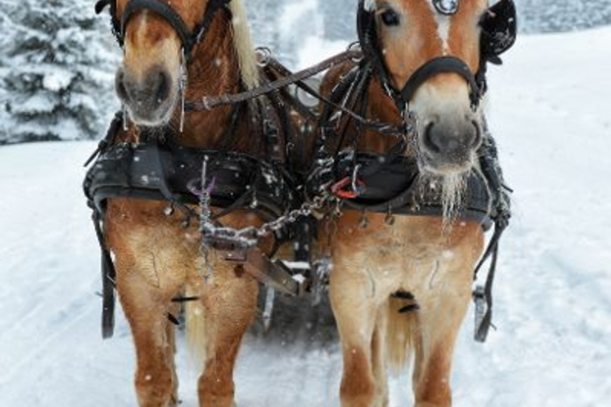 © Lilifox - Fotolia