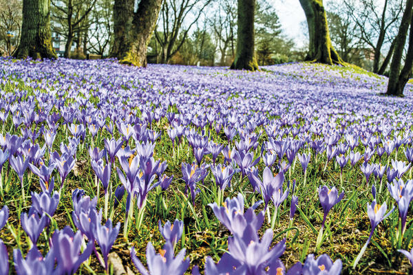 Krokusblüte im Norden