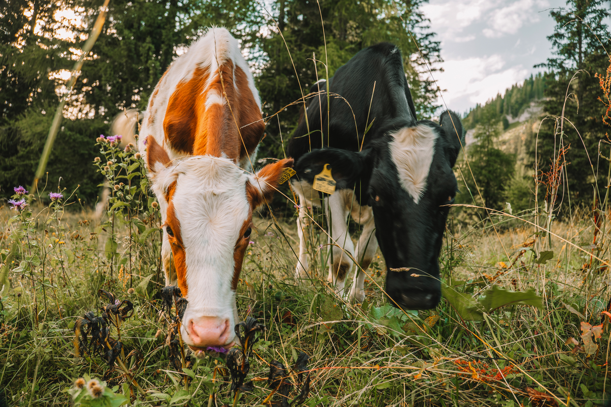 © Yuliya - stock.adobe.com