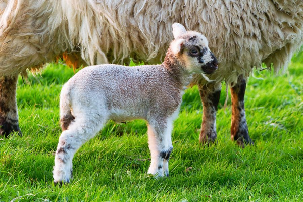 Osterzauber im Wendland und der Heide