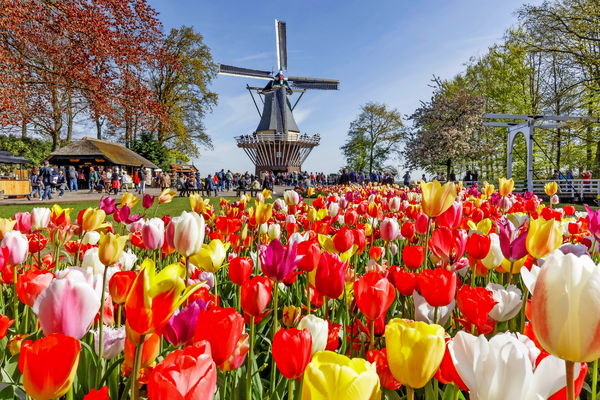 Holland im Frühling