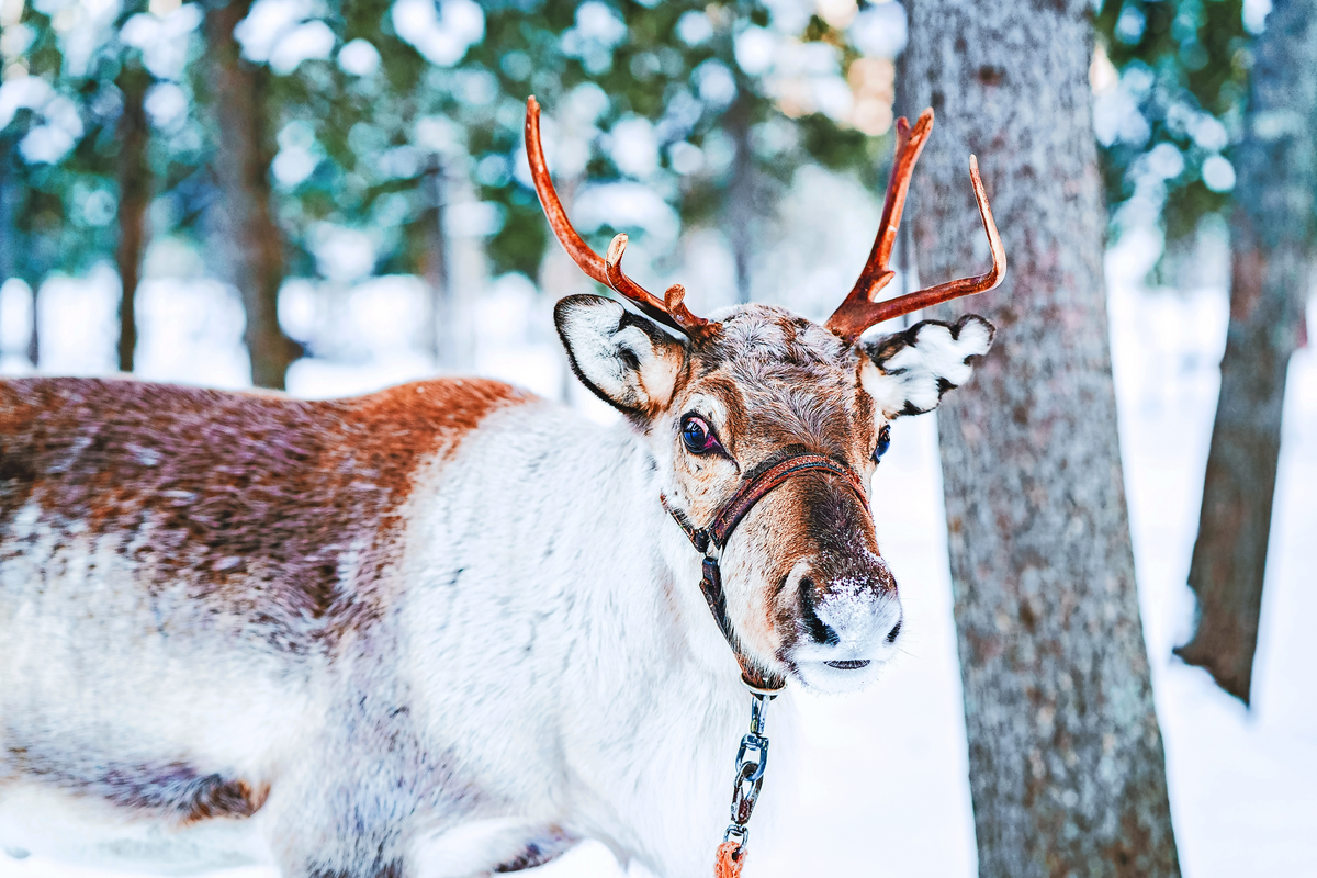 © Roman Babakin - stock.adobe.com