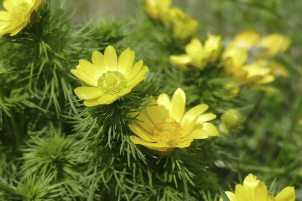 Adonisröschenblüte in Märkisch-Oderland